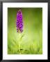 Southern Marsh Orchid, Devon, Uk by David Clapp Limited Edition Print