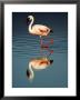 Greater Flamingo, Serengeti National Park, Tanzania by Ariadne Van Zandbergen Limited Edition Print