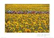 Tour De France, 2000 by Graham Watson Limited Edition Pricing Art Print