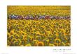 Tour De France, 2000 by Graham Watson Limited Edition Print