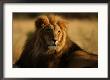 Lions - Namibia, Africa by Keith Levit Limited Edition Print
