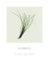 Chives by Nina Farrell Limited Edition Pricing Art Print