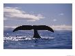 A Bowhead Whale, Also Known As A Greenland Right Whale, Has Its Tail Above The Waters Surface by Paul Nicklen Limited Edition Print