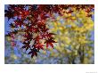 View Of A Japanese Maple Branch And Leaves by Darlyne A. Murawski Limited Edition Pricing Art Print