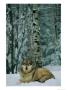 A Grey Wolf In The Snow by Joel Sartore Limited Edition Print