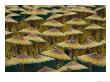 Parade Participants Cover Their Heads With Coolie Hats Painted To Look Like Sunflowers by Paul Chesley Limited Edition Print