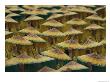 Parade Participants Cover Their Heads With Coolie Hats Painted To Look Like Sunflowers by Paul Chesley Limited Edition Print