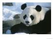 A Panda At The National Zoo In Washington, Dc by Taylor S. Kennedy Limited Edition Print
