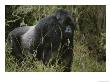 A Silverback Mountain Gorilla In Rwandas Virunga Mountains by Michael Nichols Limited Edition Print
