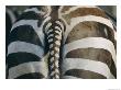 Close View Of A Grants Zebras Rear End by Joel Sartore Limited Edition Print