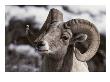 A Close View Of The Face Of A Bighorn Sheep Ram by Tom Murphy Limited Edition Print
