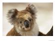 A Portrait Of A Koala by Joe Scherschel Limited Edition Pricing Art Print
