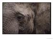 Close-Up Of An African Elephant by George F. Mobley Limited Edition Print