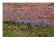 Floating Cranberries Turn A Bog Pinkish Red by Bill Curtsinger Limited Edition Print