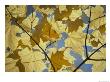 Sugar Maple Leaves by David Boyer Limited Edition Pricing Art Print