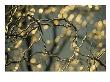 Frozen Twigs Of A Corkscrew Willow Sparkle In The Sunlight by Raymond Gehman Limited Edition Print