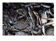 Close-Up Of Blue Crabs Caught In A Crab Pot by Melissa Farlow Limited Edition Print