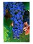Grapes, Barossa Valley, Australia by John Banagan Limited Edition Pricing Art Print