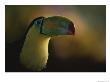 Close View Of A Toucan, Costa Rica by Michael Melford Limited Edition Pricing Art Print