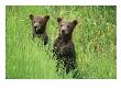 Alaskan Brown Bear Cubs Wait In Long Grass For Their Mother by Michael Melford Limited Edition Pricing Art Print
