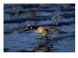 Canada Goose, Branta Canadensis, Co by Robert Franz Limited Edition Print