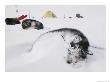 Huskies Curl Up For A Nap In The Snow by Gordon Wiltsie Limited Edition Print