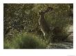 A Jackrabbit (Larrea Divaricata) Browses On Creosote Leaves by Jonathan Blair Limited Edition Print