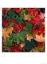 Close-Up Of Different Colored Leaves In Autumn by Doug Mazell Limited Edition Print