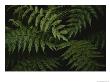 Large Ferns Are Plentiful In Fiordland National Parks Forests by Annie Griffiths Belt Limited Edition Print