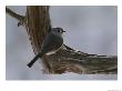 A Tufted Titmouse by George F. Mobley Limited Edition Print