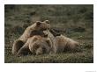 A Grizzly Mother And Her Cub Lounge Together In A Field by Michael S. Quinton Limited Edition Print