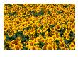 Sunflowers In Anatolia, Turkey by Izzet Keribar Limited Edition Pricing Art Print