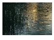 Sunlight Reflects On Rippled Water With Silhouetted Grasses by Raul Touzon Limited Edition Print