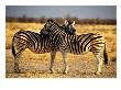Two Zebras Crossing Heads by Russell Burden Limited Edition Print