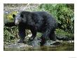 A Black Bear, Ursus Americanus, Walks Along A Rocky Bank by Bill Curtsinger Limited Edition Print