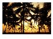 Palms In Evening On Kovalam Beach, Kovalam, Kerala, India by Greg Elms Limited Edition Print