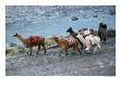 Llamas And Their Handler Walking And Carrying Goods, Puno, Peru by Eric Wheater Limited Edition Print