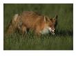 Close View Of A Red Fox In Grass by Roy Toft Limited Edition Pricing Art Print