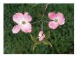 Pink Dogwood Blossoms by Mark Windom Limited Edition Print