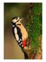 Male Great Spotted Woodpecker (Dendrocopos Major), United Kingdom by David Tipling Limited Edition Print