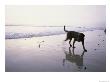 A Pet Dog Plays With A Ball On A Gentle Beach by Rich Reid Limited Edition Pricing Art Print