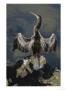 An American Anhinga Dries Its Wings On A Rock Overlooking The Water by Nicole Duplaix Limited Edition Print