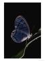 Close-Up Of A Glassy-Wing Butterfly by Mattias Klum Limited Edition Print