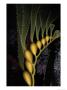 A Gliding Column Of Glowing Kelp Illuminates Monterey Bay by Wolcott Henry Limited Edition Print