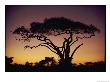 Silhouetted Acacia Tree by George F. Mobley Limited Edition Print