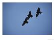 Three Blackbirds Fly In A Formation by Paul Nicklen Limited Edition Print