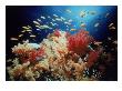 Anthias School Of Fish, Red Sea, Egypt by Jeff Rotman Limited Edition Print