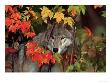 Gray Wolf Peeking Through Leaves by Lynn M. Stone Limited Edition Pricing Art Print