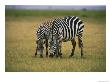 Zebras Graze In Amboseli National Reserve by Bobby Model Limited Edition Pricing Art Print