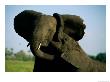 A Young Elephant Wraps Its Trunk Around A Friend by Beverly Joubert Limited Edition Print